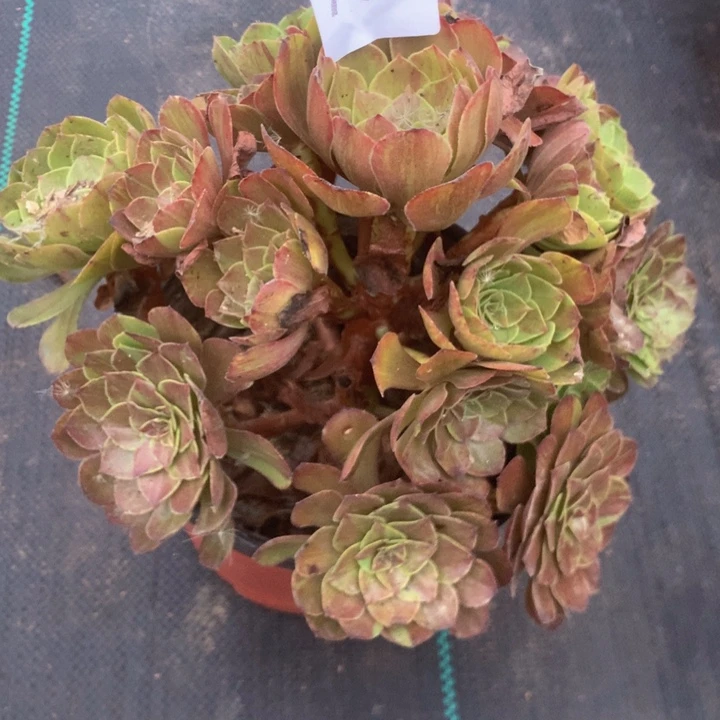 708墨染多多肉植物