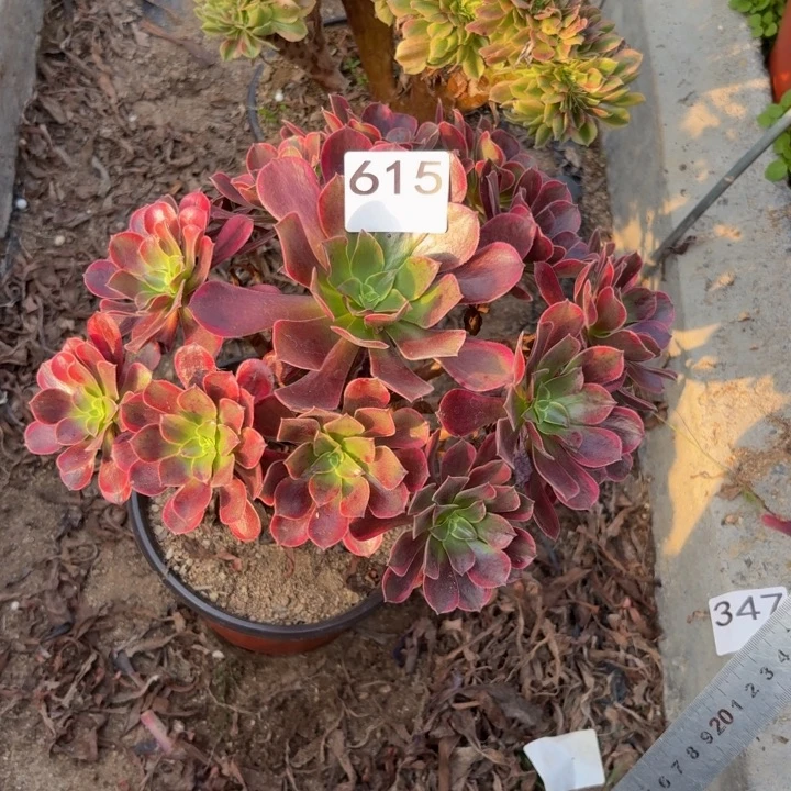 金丝雀多肉植物不包损615