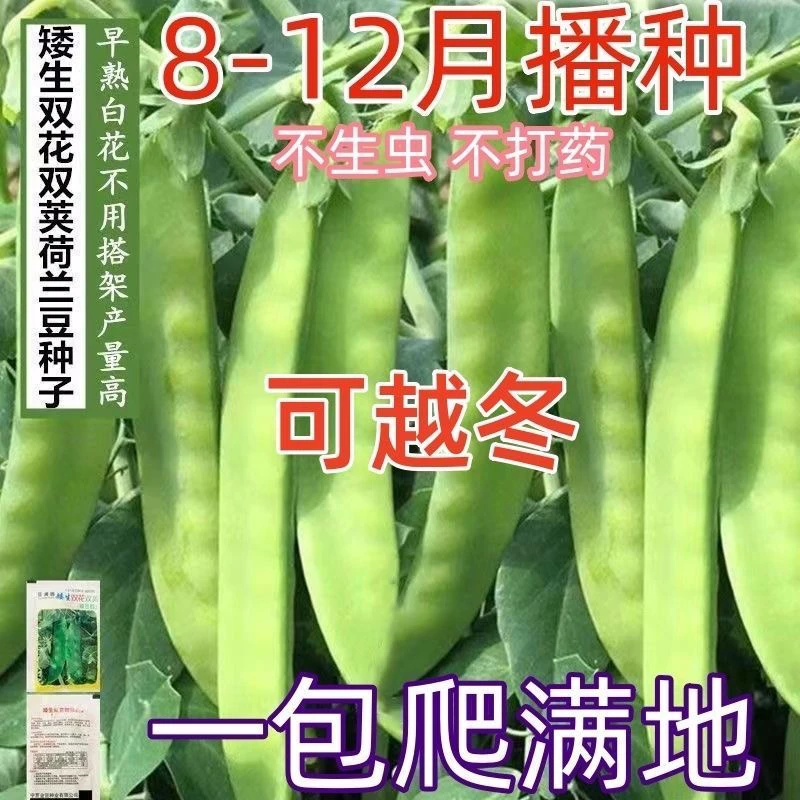甜脆荷兰豆种子菜豌豆双花双夹高产耐寒农家自种秋冬季豆角菜种子