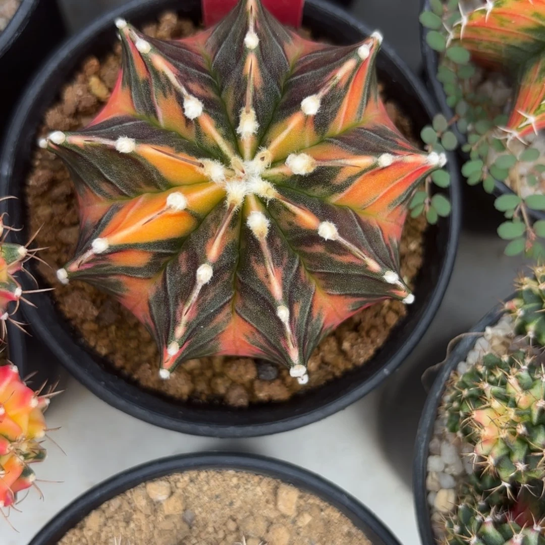 60-0103泰国发货多肉