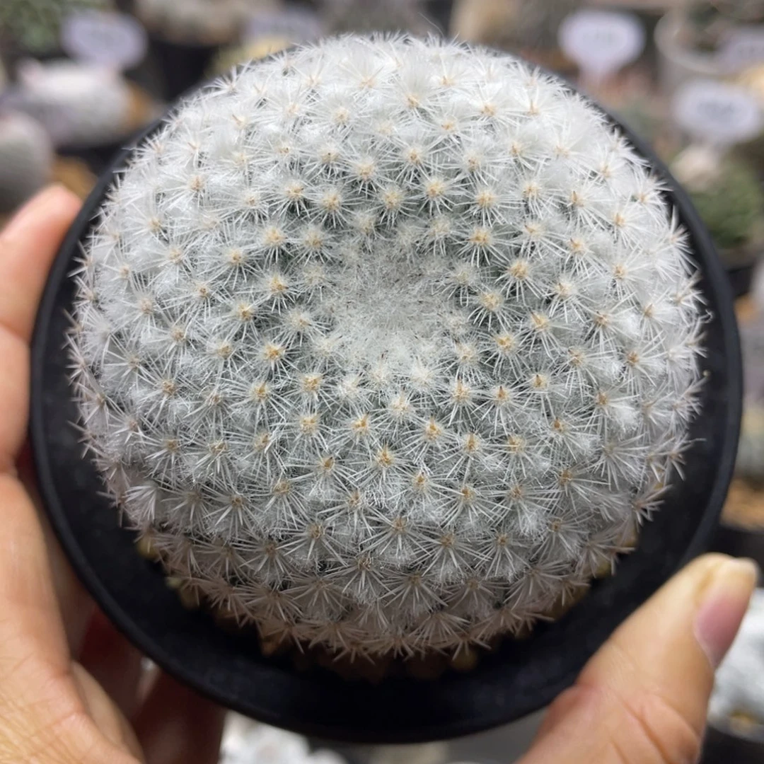 折后价       穴原希望丸      实生根