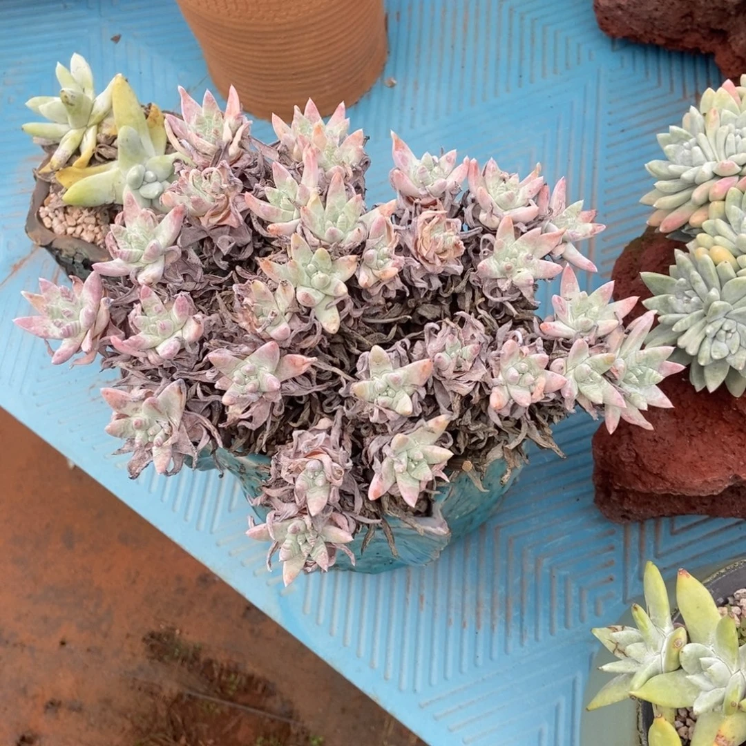 贤***贤专拍多肉植物啦啦啦