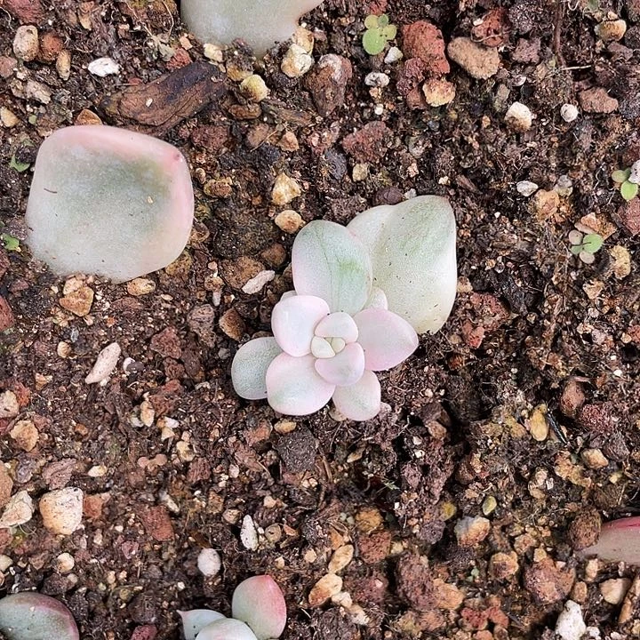 花斑露锦。锦龙ywyp