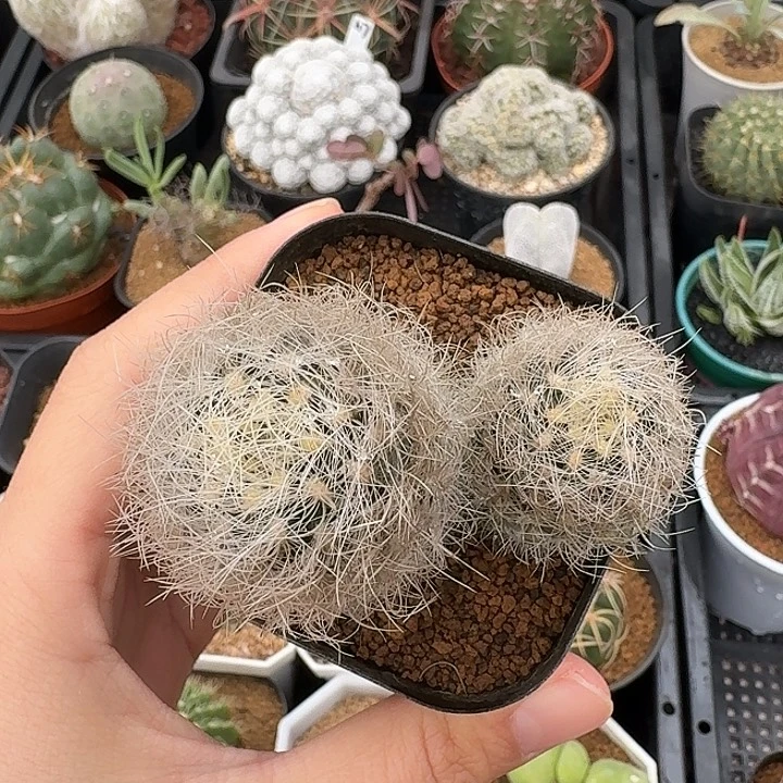 x****双头白翁玉仙人球12