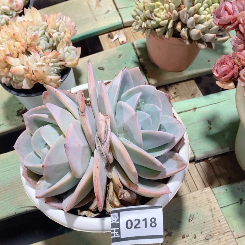 【闪购商品】布鲁兰0218