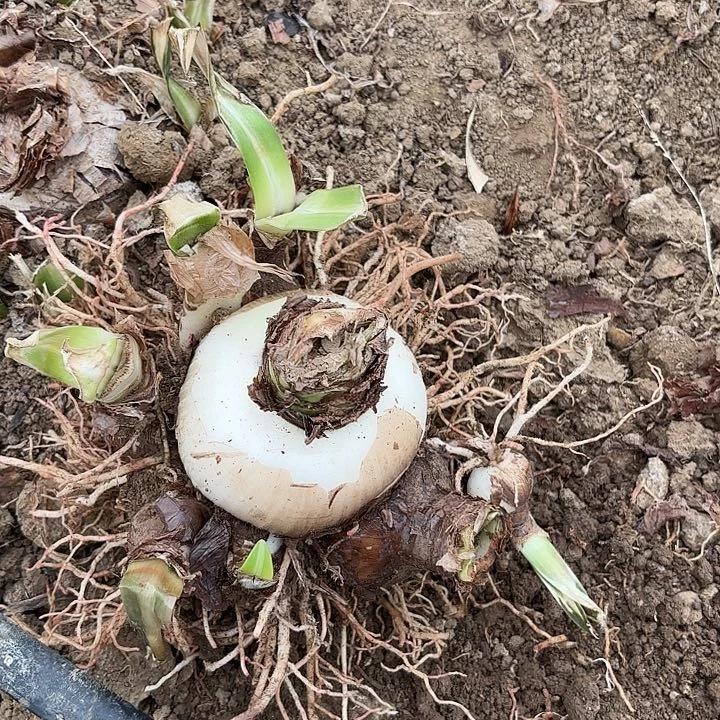 C****i杂交白肋一号开花不售后1429