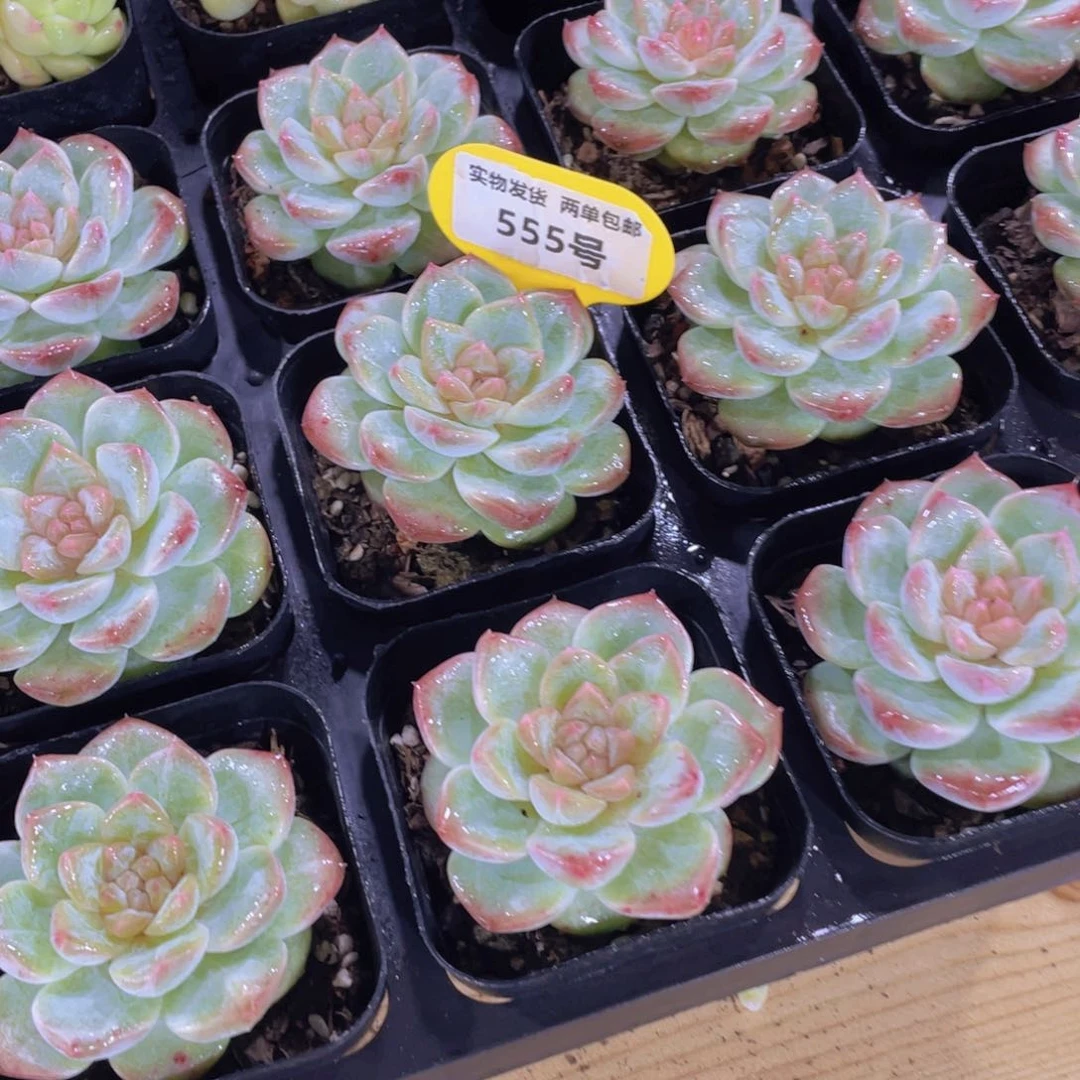 555号 绿透冰钻珍妮单头一个