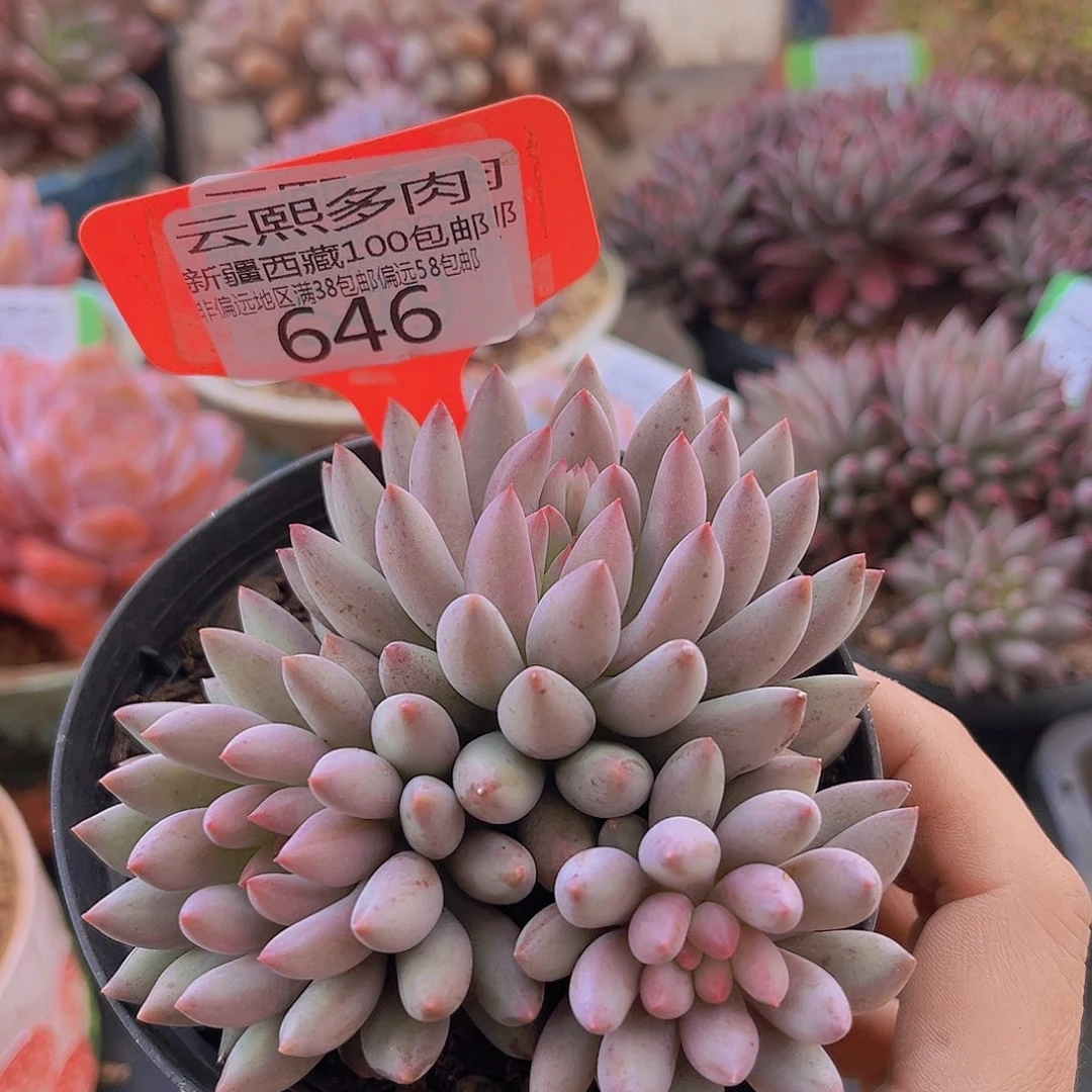 646虞美人多肉植物
