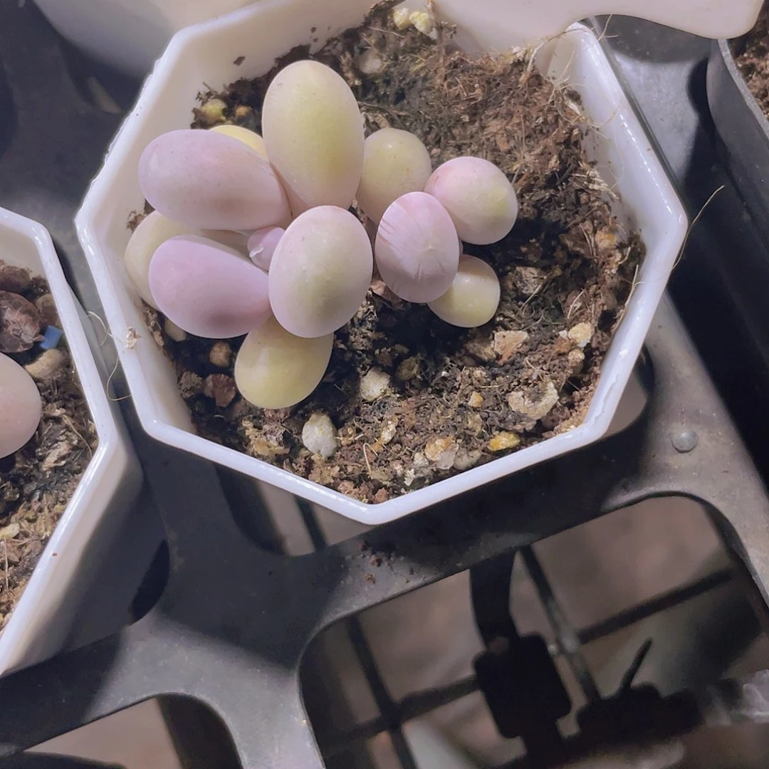 ?**?蛋黄奶a048一物一拍