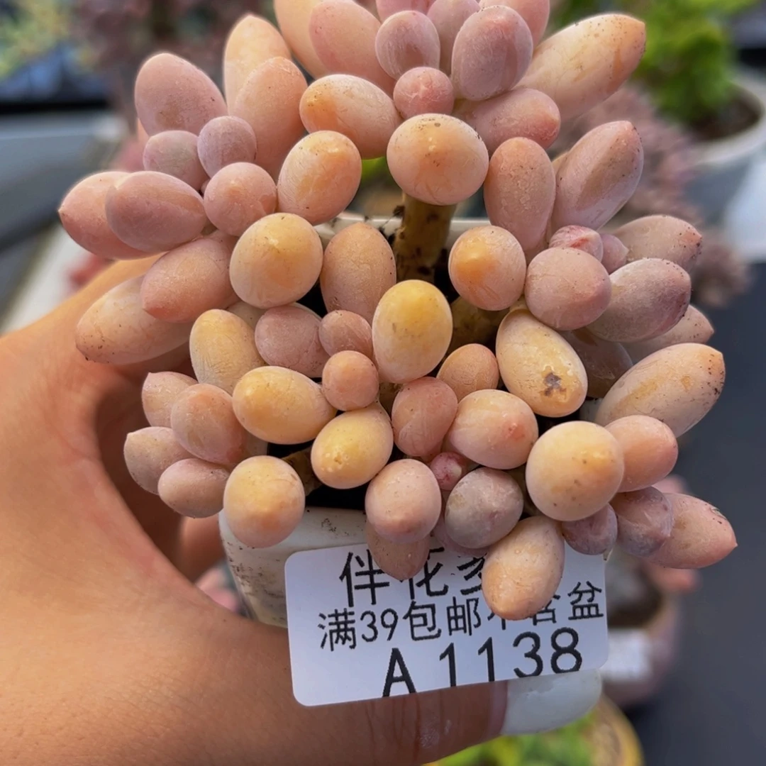 1138-黄金香水手指奶酪6cm