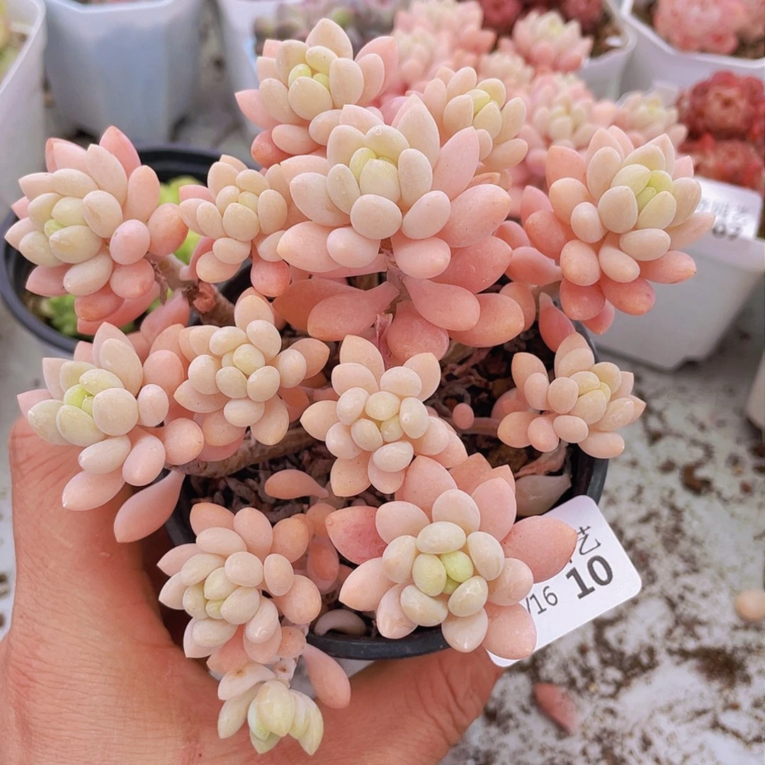 0000000000000000010量拍