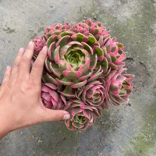 红色经典系列法师锦多肉植物脱盆脱土裸根发货