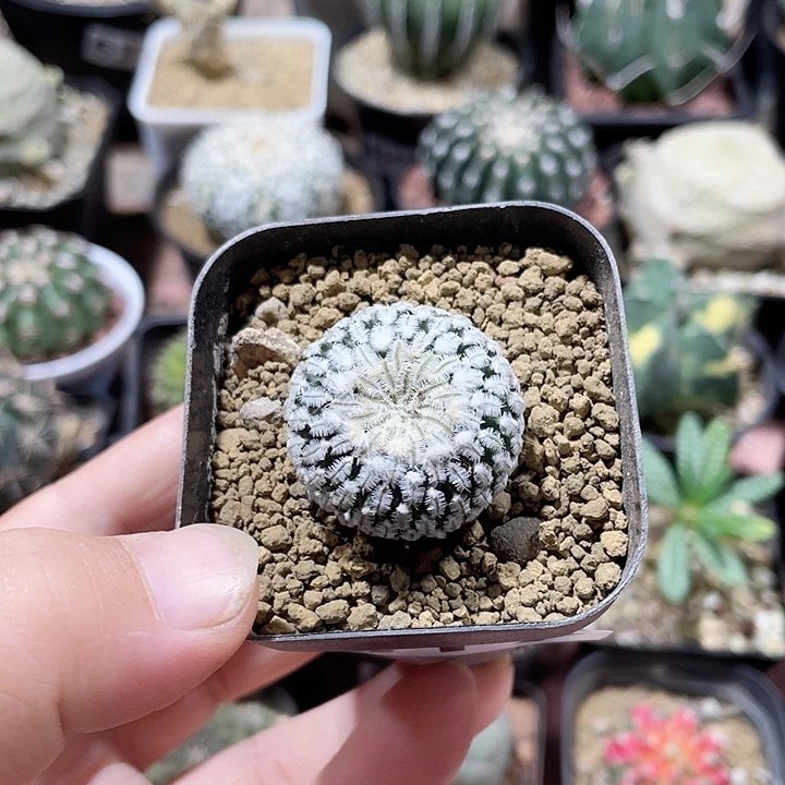 614精巧殿仙人球