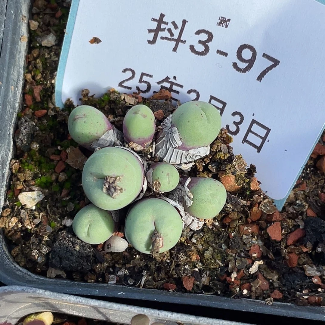 3-97嘴多肉植物肉锥