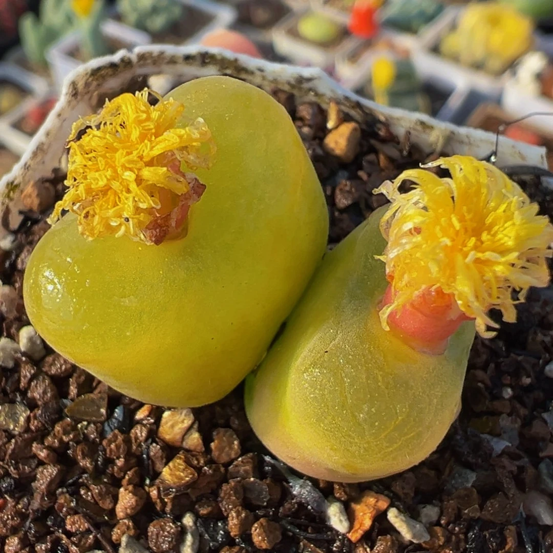 035多肉植物种类多样