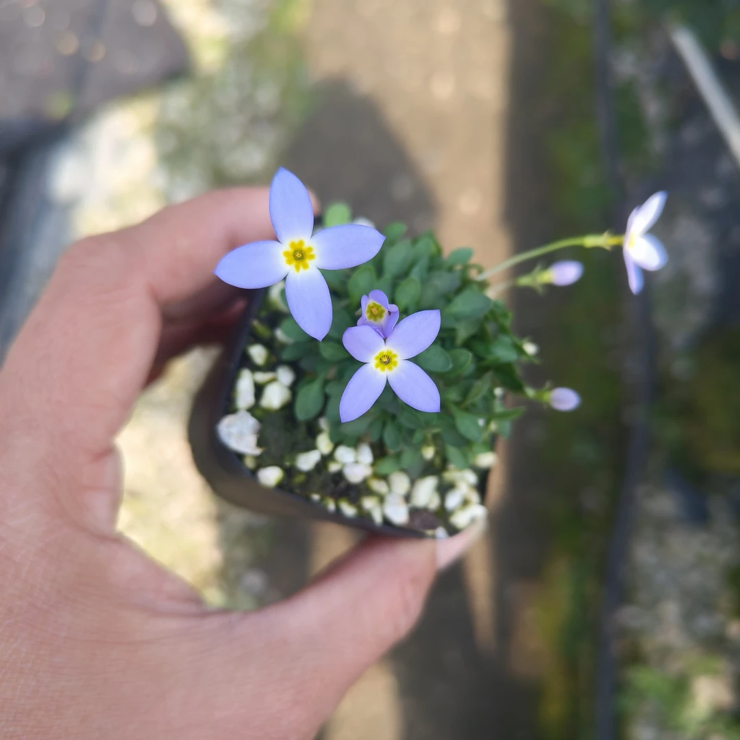 北美耳草 蓝花雏草 蓝花  白花蓝花耳草  阳台寄植植物盆栽配草