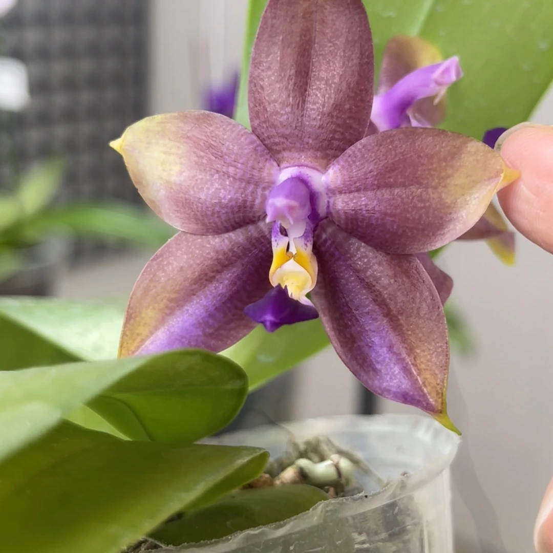 完全开放弥陀96-1328