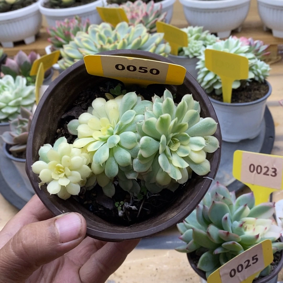 0050梦幻玫瑰哈哈哈