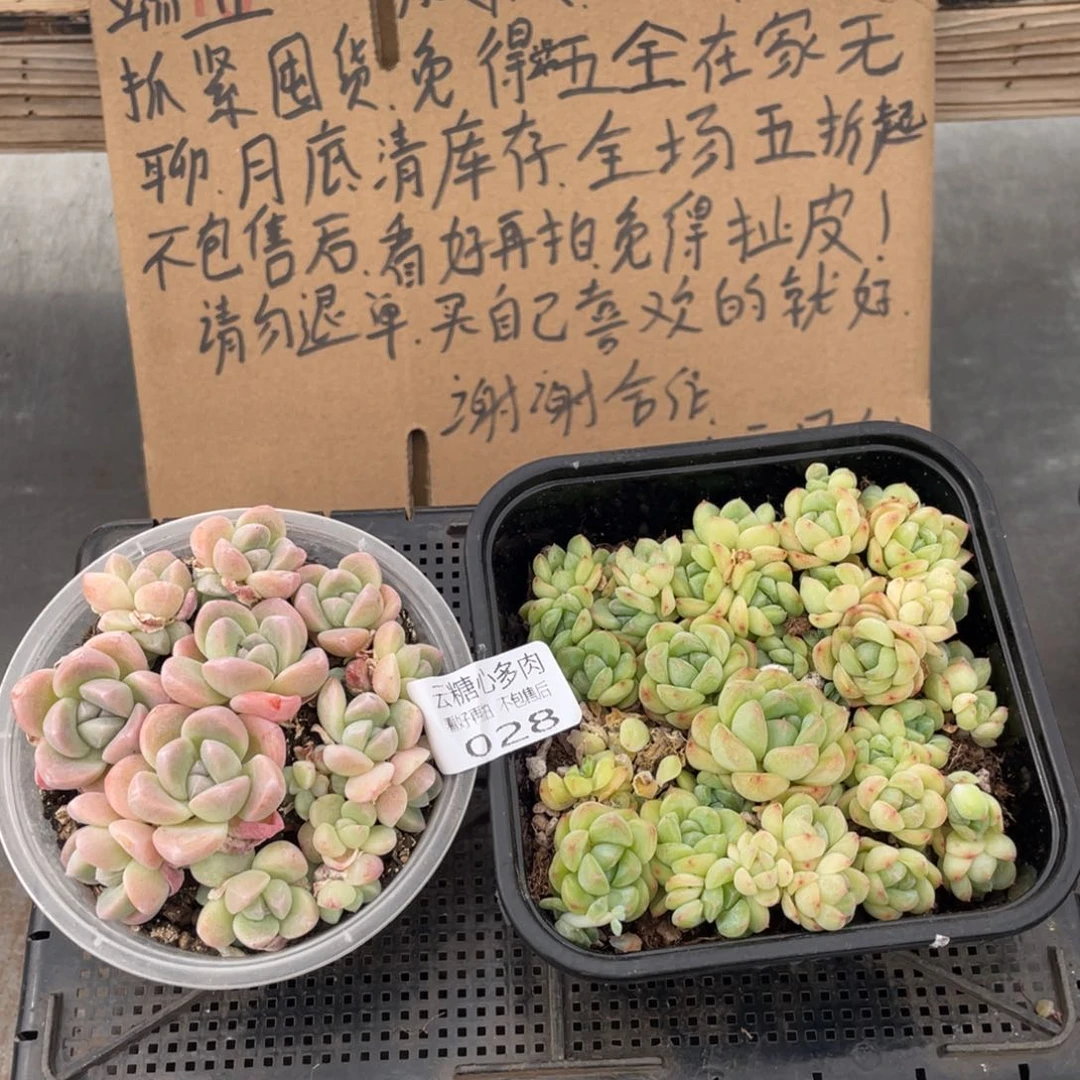 云糖心多肉植物28