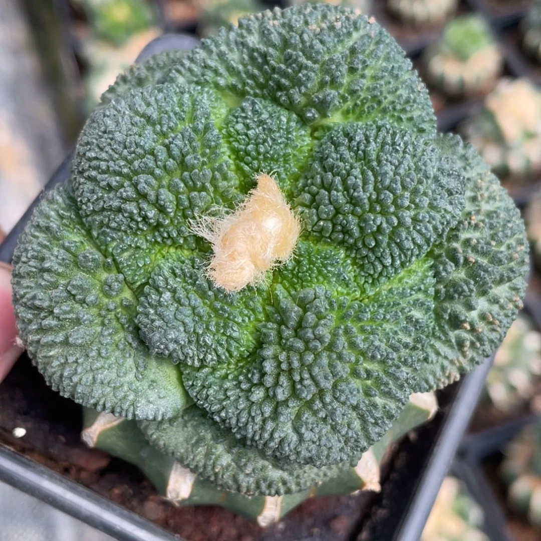 全部花朵大型体 哥斯拉牡丹
