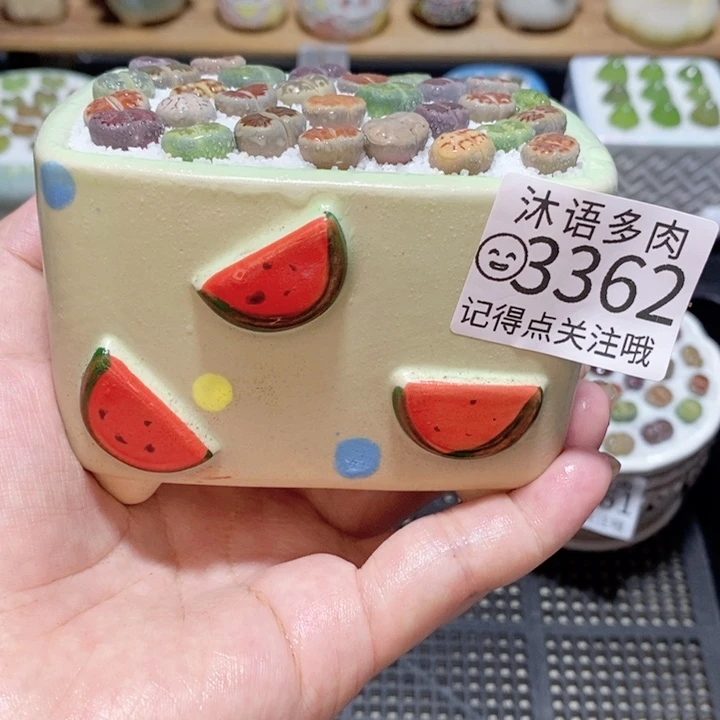 精美盆栽 一物一拍 3362