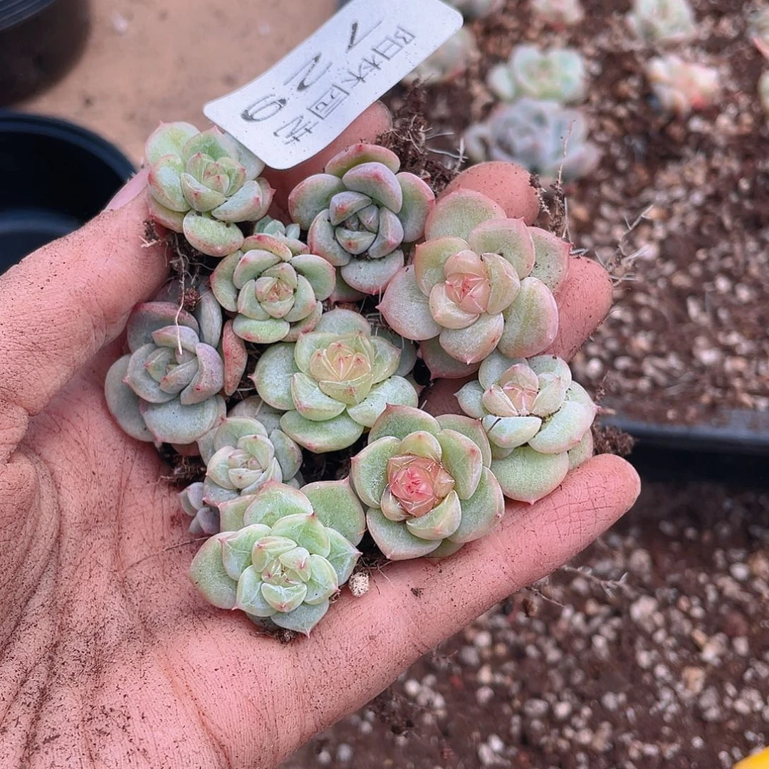 多肉植物多肉植物726