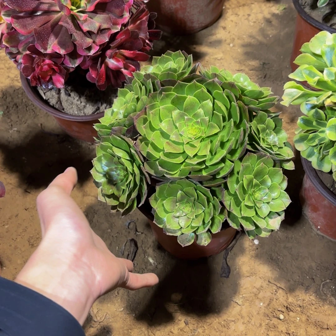 万圣节9.9多肉植物