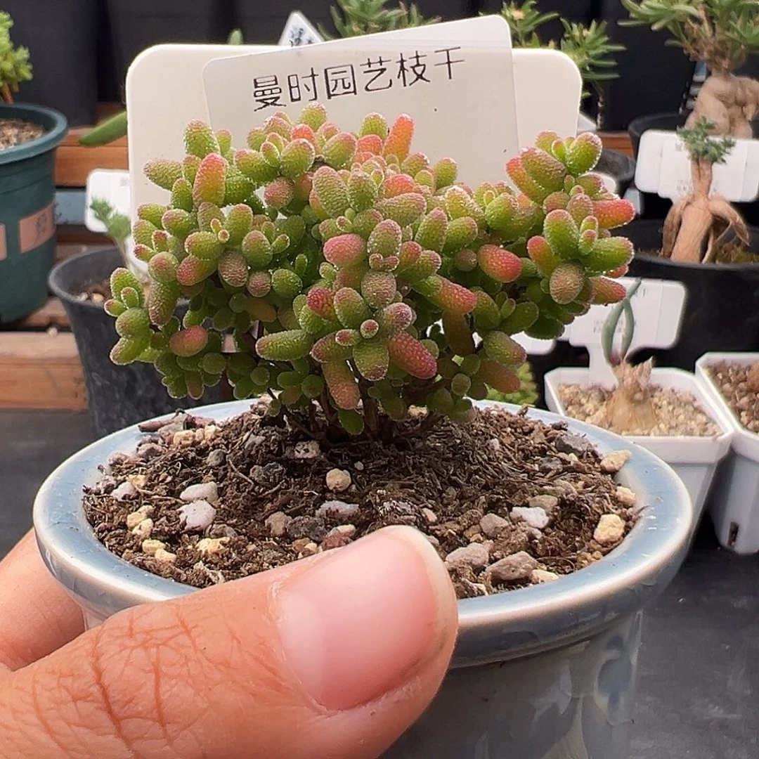 1081号密橘糖球带盆12.31多肉