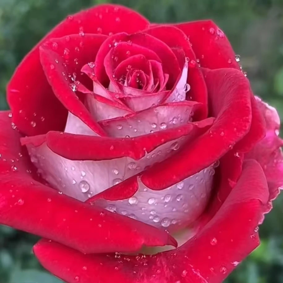 《情书》阿木 春季精品露天月季四季开花耐寒耐热