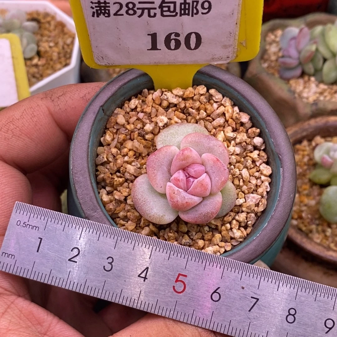 960糖心冰玉红锦多肉…………