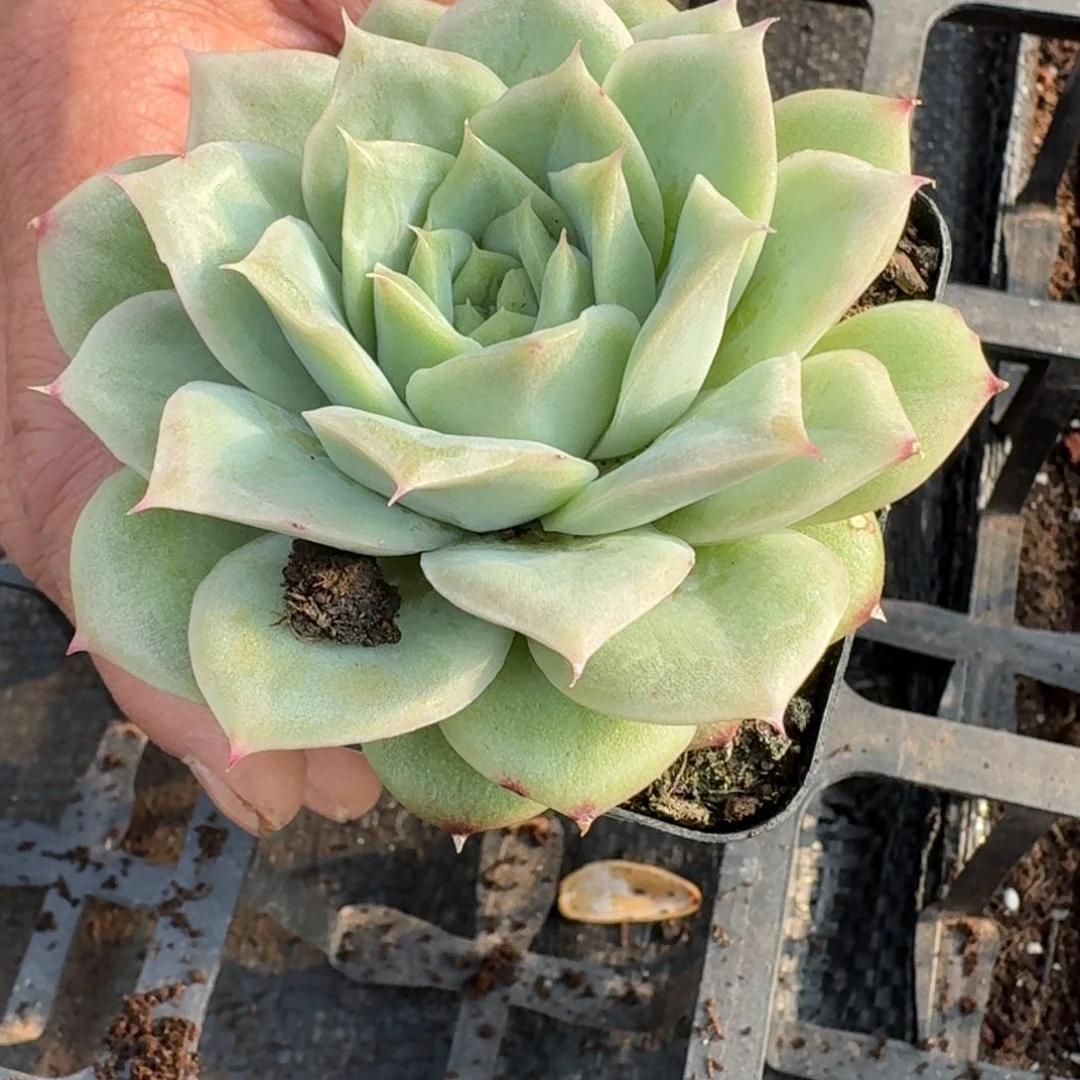 多肉杂交一物一拍19-32