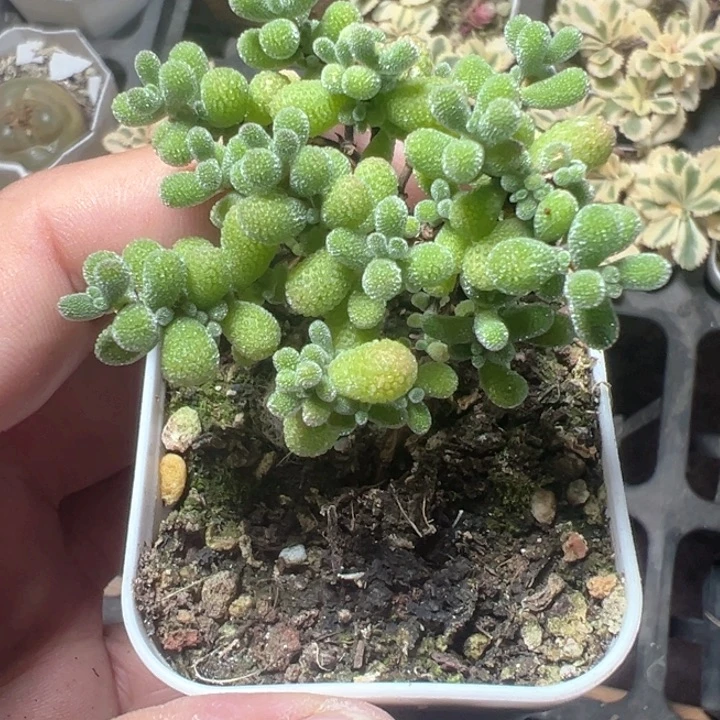 翡翠精品多肉植物大战