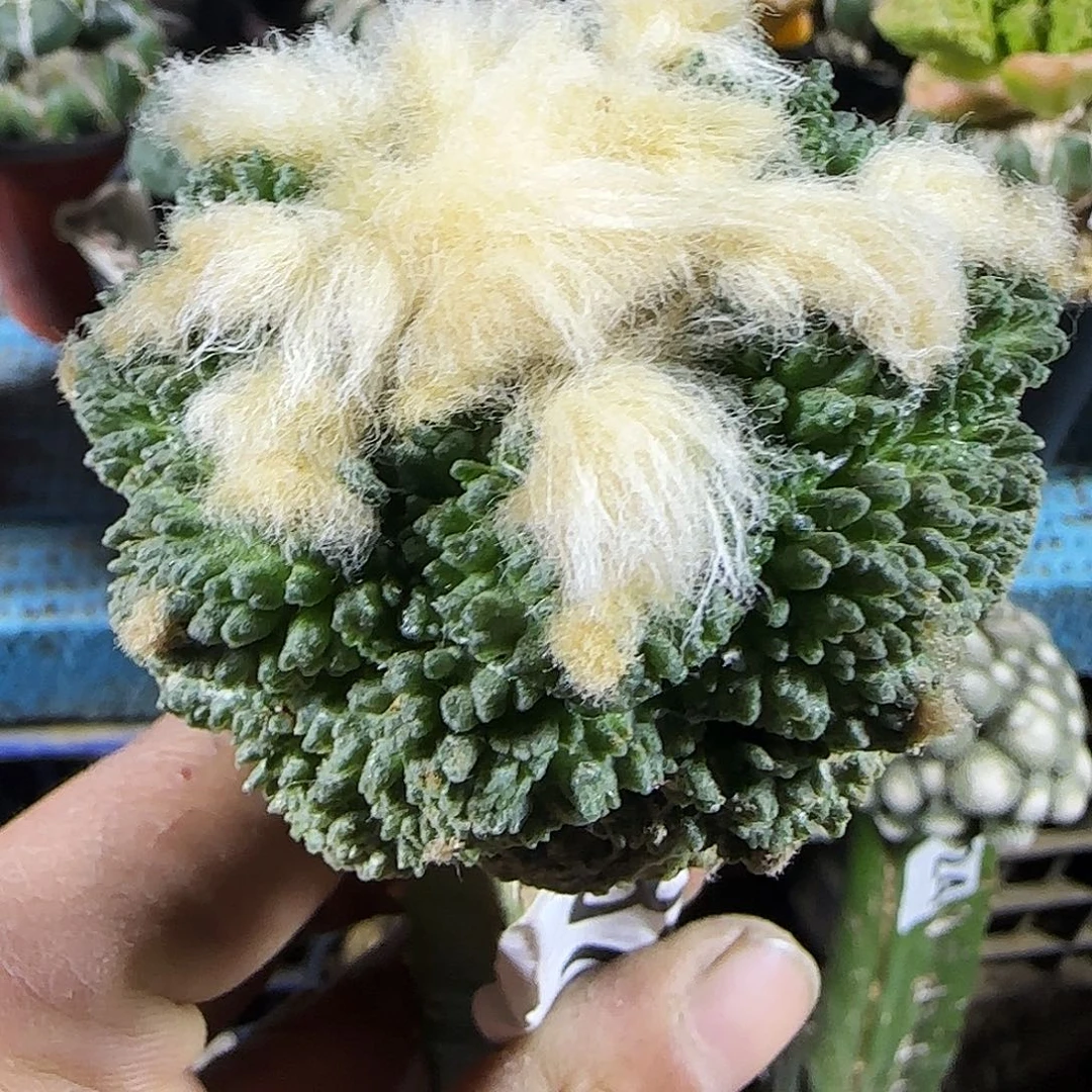 长毛哥斯拉687。          牡丹