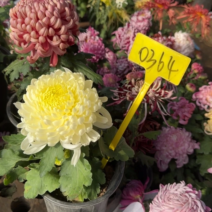 完全开放0364白色独本