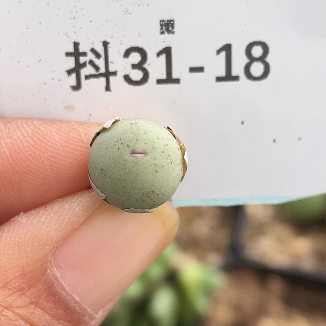 31-18肉锥v嘴多肉植物