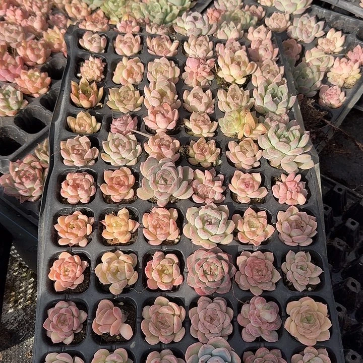 28-18左六粉色珍妮一盘量拍发货