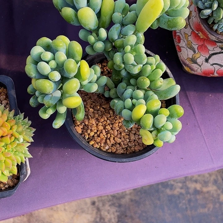 双***水寄养多肉植物寄养