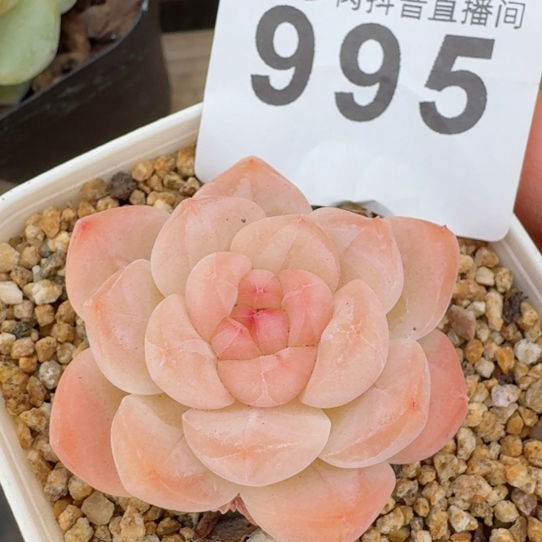 白桃福利秒         精品多肉