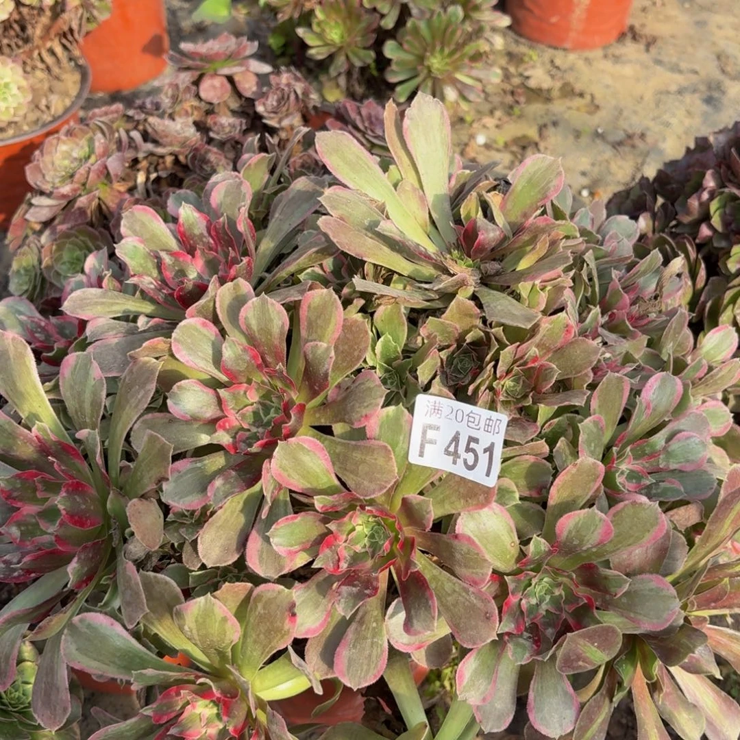 451多肉植物捧花的时候