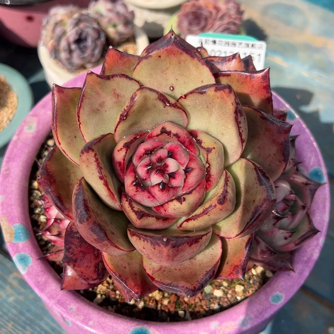 从前慢多肉精选编号0212.151