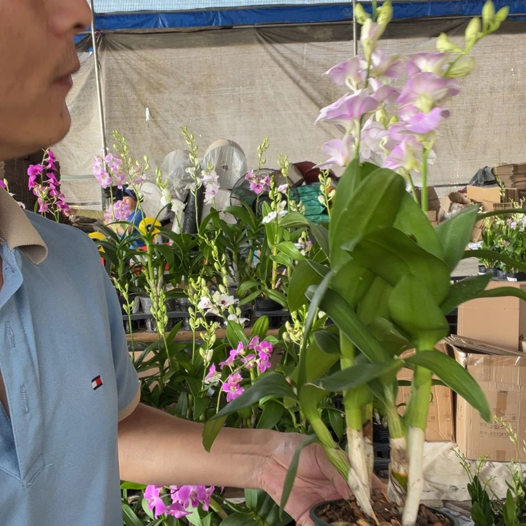 菊****大部分花苞少量开放秋石斛3支花种好混色