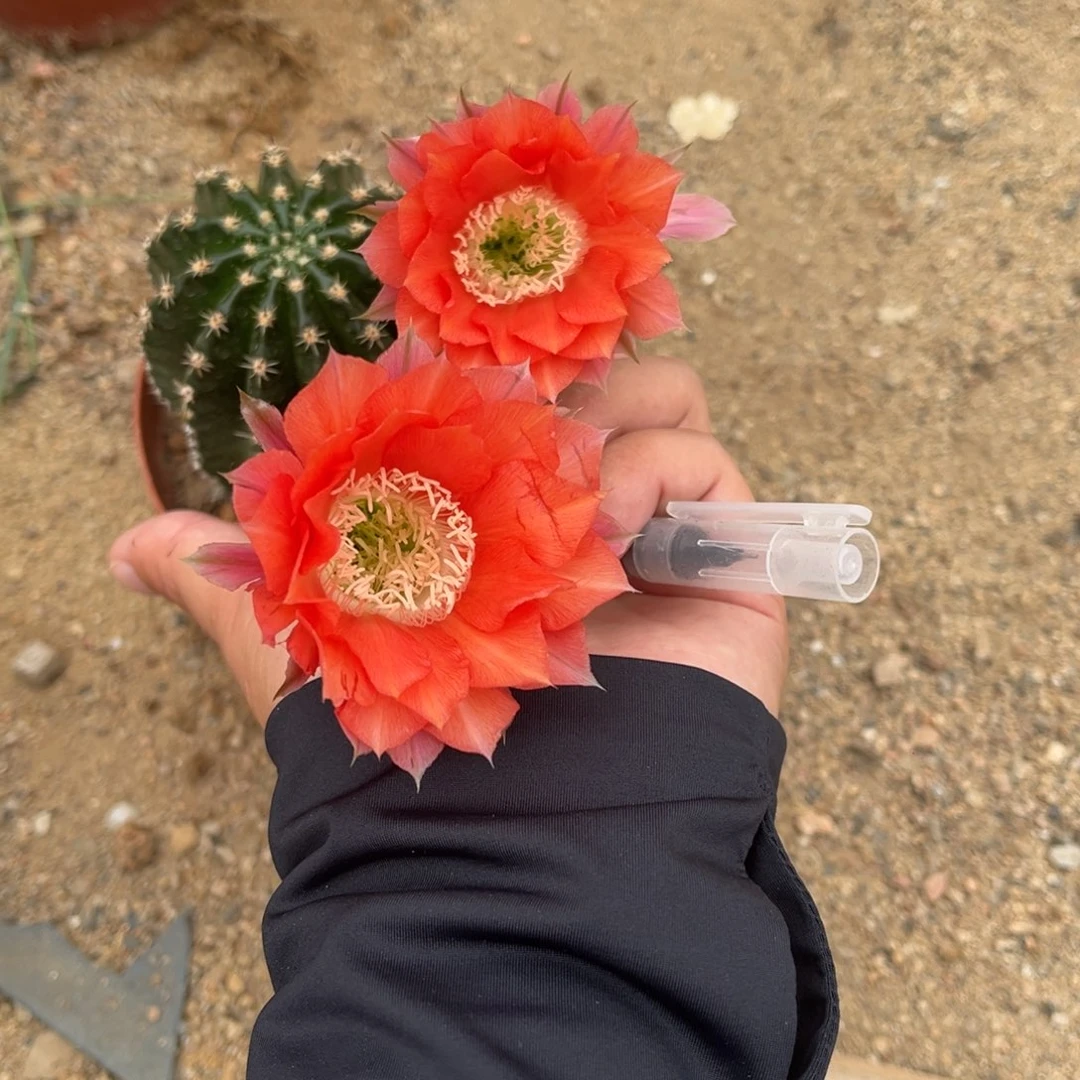 唐**混实生黑金刚仙人球