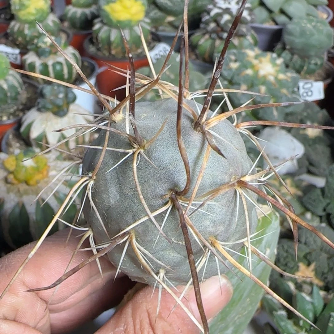 【闪购商品】巨型金狂刺小苗884