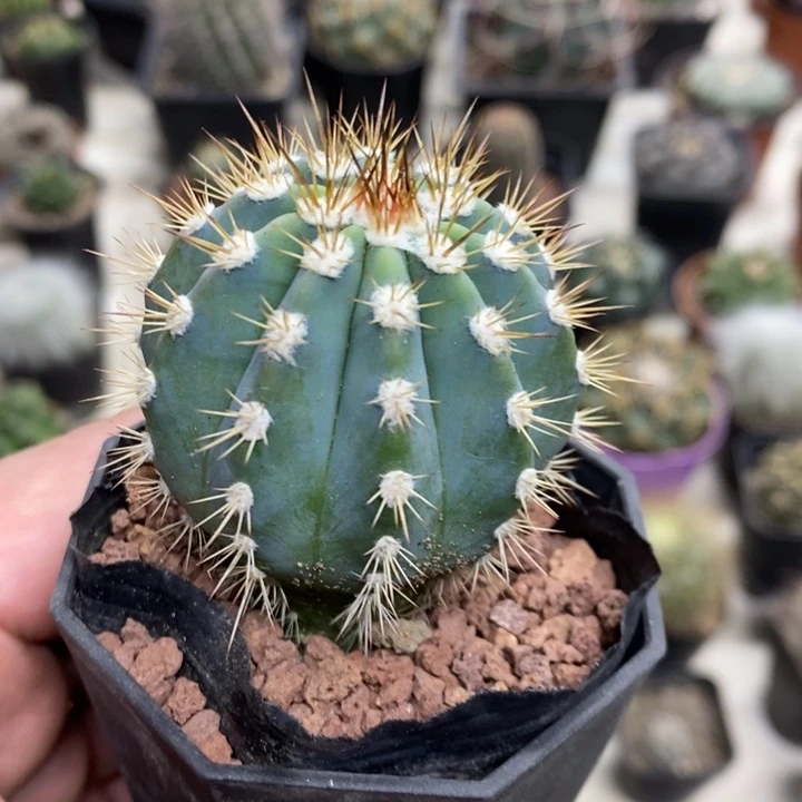 实生蓝云特价福利