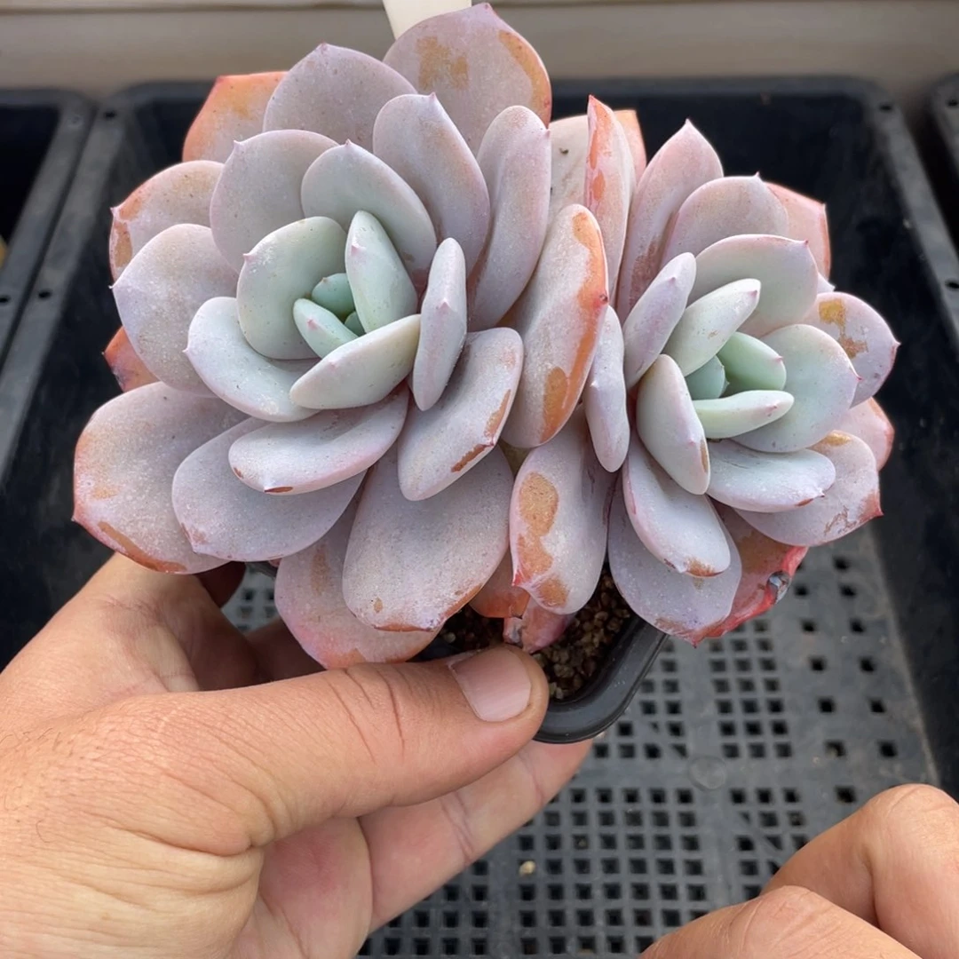 388奶茶不带盆12厘米