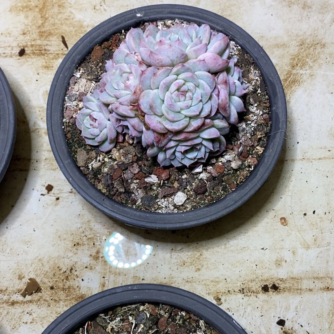 啊军喵多肉天鹅绒群