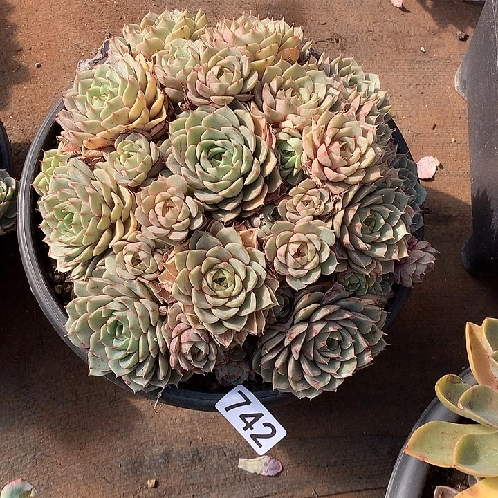 742笨巴蒂斯 一物一拍多肉