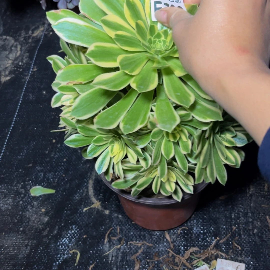 799多肉植物一物一拍