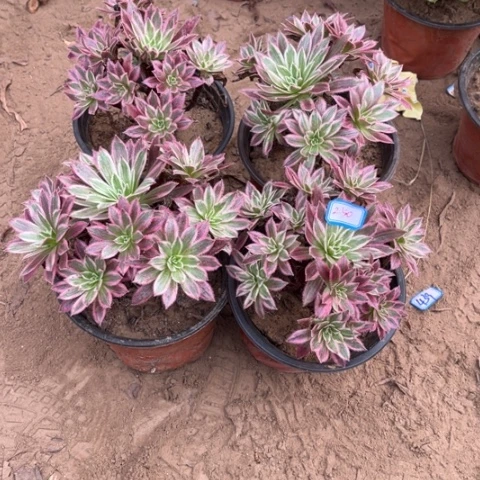 250多肉植物组合，