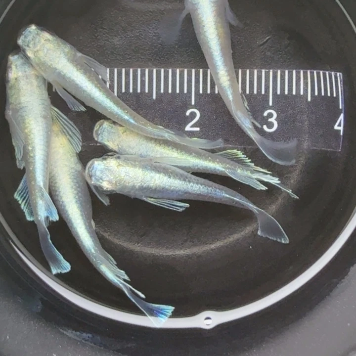 青鳉鱼短天使67号